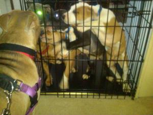 Momma looking at her pups