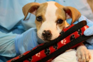 The puppy after being rescued. - ASPCA