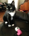 Tuxedo and a  favorite toy